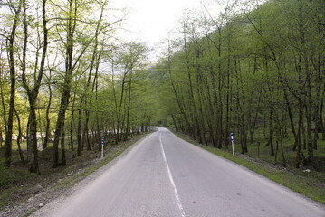 road in the woods