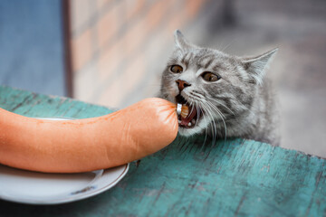 Fototapeta The cat steals a big sausage from the plate. A cunning thief cat is trying to steal a sausage from a wooden table. Funny cats. Funny situations with animals. obraz