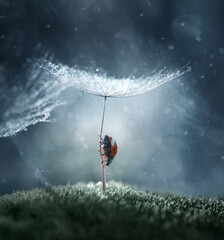A magical scene, a fairy tale, a ladybug explores the world around among the mosses, crawls along a...