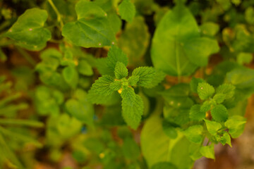 Creative picture of unknown flower leaf
