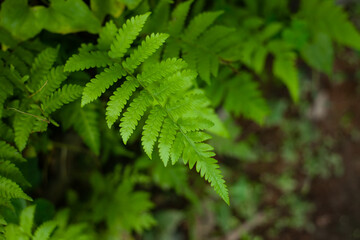 Creative fern plant leaves