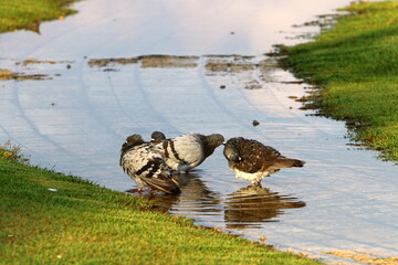 Wild pigeons in a city park in Israel.