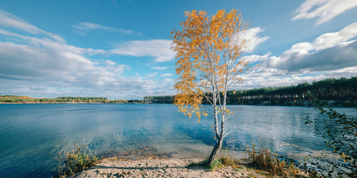 Yellow autumn birch near the lake, river, quarry. Sunny landscape with a tree, blue expanse of water, forest, clouds. Autumn picturesque landscape with a lonely tree on the shore. landscape banner