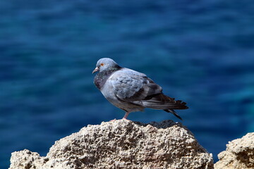 Wild pigeons in a city park in Israel.