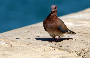 Wild pigeons in a city park in Israel.