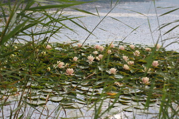water lily in the pond. Lotus Flowers