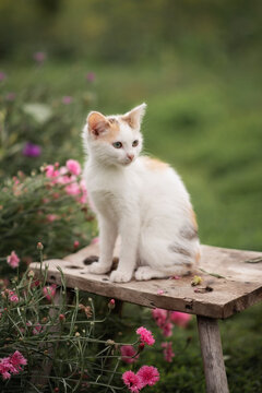 Photo of a small fluffy kitten in a blooming garden.