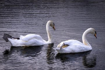 Naklejka premium Swan in Lake