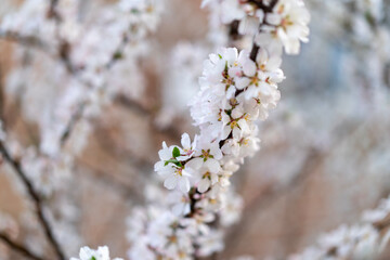 tree blossom