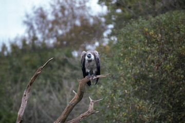 African white backed vulture