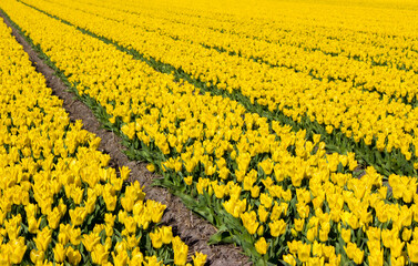 Fototapeta premium tulip field in the Netherlands - yellow tulips