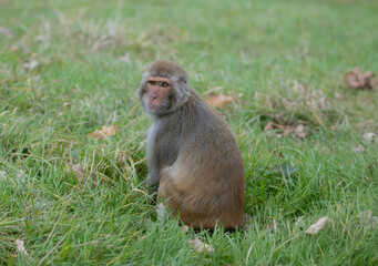 macaque sitting on the ground