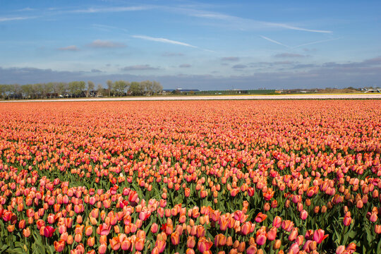 tulip field in the Netherlands - orange tulips