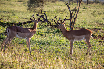 Naklejka na ściany i meble Two male Impala, this type of antelope lives freely in the wild in the African savannah with other herbivorous animals such as zebras, gazelles and large predators.