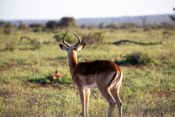Young male Impala, this antelope lives in the wild in the African savannah, where it protects itself from large predators with other herbivorous animals such as zebras, gazelles and others.