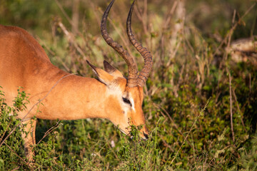 African antelope of the impala species eating grass in the African savannah where it lives in the...