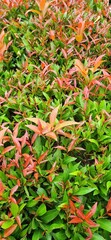 Red shoots that are ideal for outdoor areas not only provide freshness to the home, but also offer countless benefits.