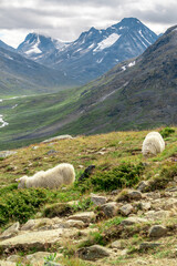 Sheeps clamly chew the grass on a green meadow along the path leading to the summit of Galhopiggen in Norway with the scenery of beautiful mountains in the background.