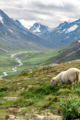 Sheeps clamly chew the grass on a green meadow along the path leading to the summit of Galhopiggen in Norway with the scenery of beautiful mountains in the background.