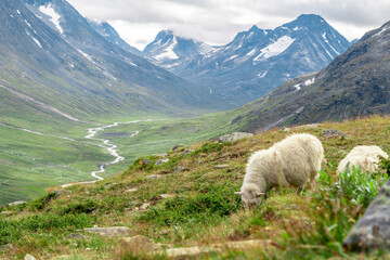 Sheeps clamly chew the grass on a green meadow along the path leading to the summit of Galhopiggen in Norway with the scenery of beautiful mountains in the background.