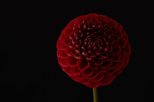 red dahlia close-up on a dark background