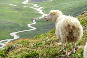 Sheep calmly posing and chew the grass on a green meadow along the path leading to the summit of Galhopiggen in Norway with the scenery of beautiful mountains in the background.