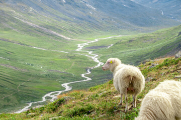 Sheeps clamly chew the grass on a green meadow along the path leading to the summit of Galhopiggen in Norway with the scenery of beautiful mountains in the background.