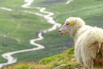 Sheep calmly posing and chew the grass on a green meadow along the path leading to the summit of Galhopiggen in Norway with the scenery of beautiful mountains in the background.