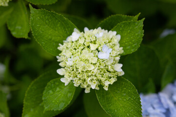 hydrangea