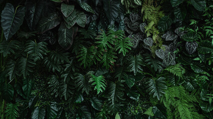 Naklejka na ściany i meble Creative nature green background, tropical leaf banner or floral jungle pattern concept. 