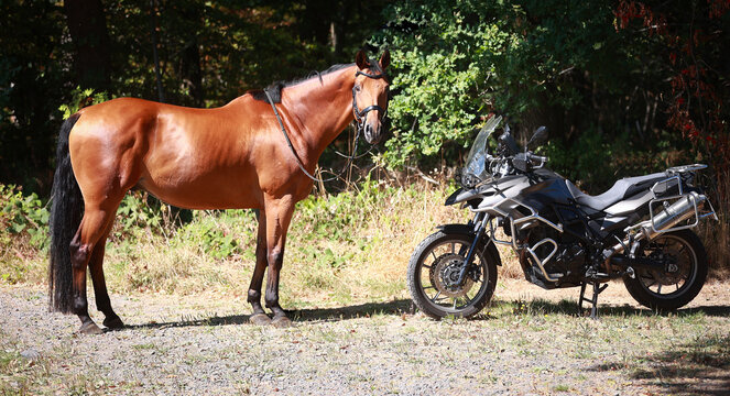 Horse and motorcycle face each other in the forest, horse looks at the camera..