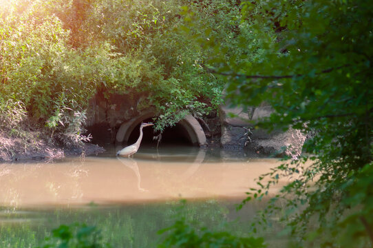 A great white egret roams the shallow water of a stream in search of food. Shade from trees on green water near a culvert under a road embankment in an urban area. Rough vegetation near a small river