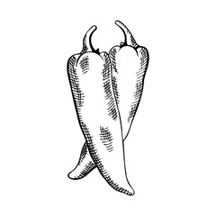 two painted chili peppers, black and white drawing, hatching
