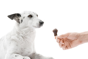 Close up shot of a cute black and white dog lying, man's hand offering dog treat in a shape of...
