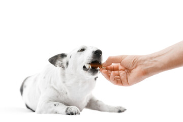Close up shot of a cute black and white dog lying, biting on a dog treat in a shape of bone from owner's hand. Isolated on white.