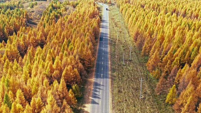 Drone descends to photograph colorful forest and asphalt road in autumn