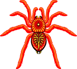 Fotobehang Draw Spinnen oranje Halloween Tarantula Arachnid Animal geïsoleerd element