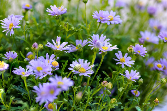 macro photos of beautiful flowers with blur