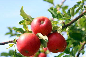 Apfelernte in Baden