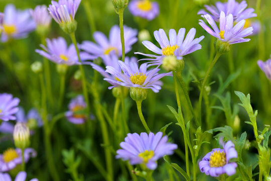 macro photos of beautiful flowers with blur