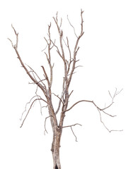 Isolate branches stood bare die dried drought which caused a fire from human action.