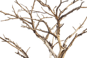 Isolated close-up dry, bare branches of the trees die of old age and death.