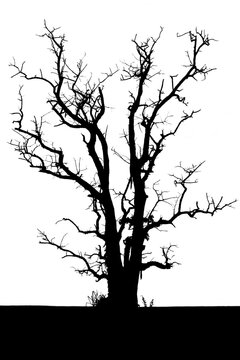 Isolate the silhouette of a tree with no leaves in the solitude is horribly spooky.