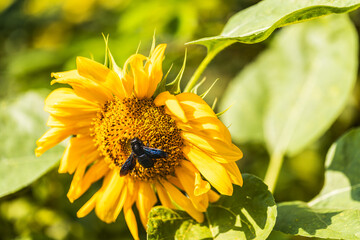 Violet carpenter bee on sunflower. Xylocopa violacea.
