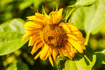 Blooming sunflower on field.