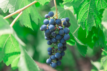 Grape and green leaves . Harvest season at vine . Growing red grapes