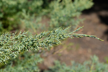 Juniper Hetzii