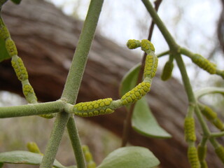 mistletoe on branch