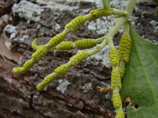 mistletoe on branch
