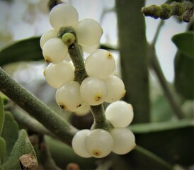 mistletoe on branch